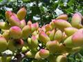 Pistacia vera